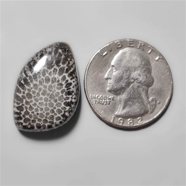 Fossil Coral