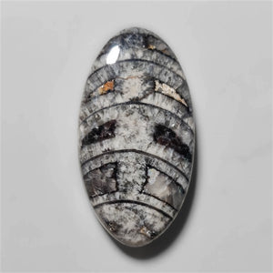 Orthoceras Fossil Cabochon