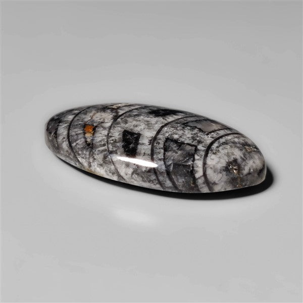 Orthoceras Fossil