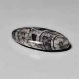 Orthoceras Fossil