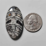 Orthoceras Fossil