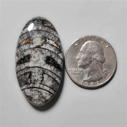Orthoceras Fossil