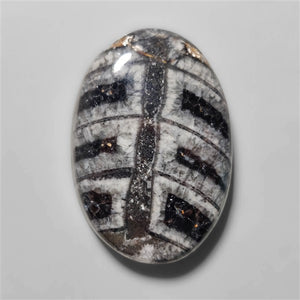 Orthoceras Fossil Cabochon