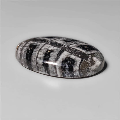 Orthoceras Fossil