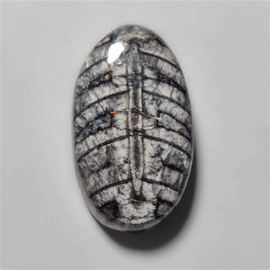 Orthoceras Fossil Cabochon