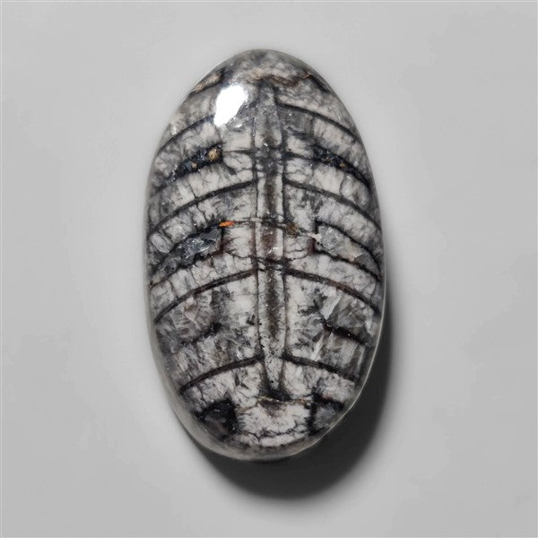 Orthoceras Fossil