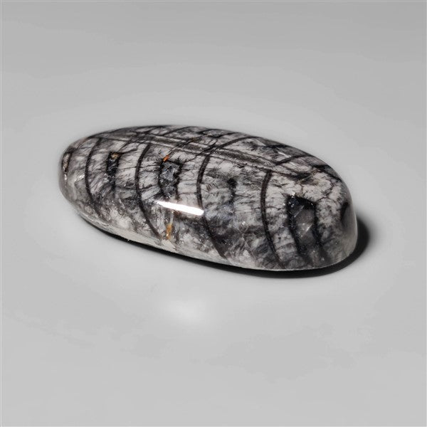 Orthoceras Fossil