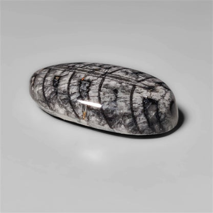 Orthoceras Fossil