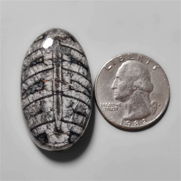 Orthoceras Fossil