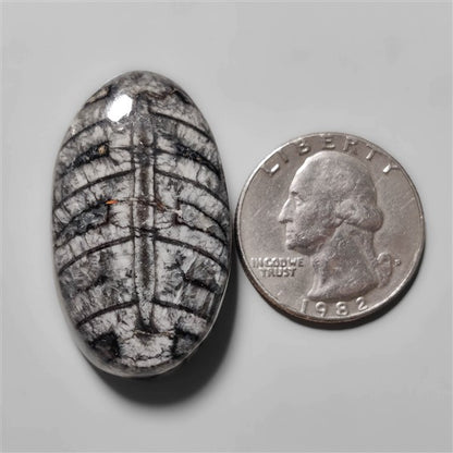 Orthoceras Fossil