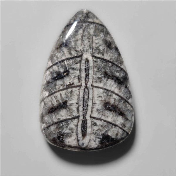 Orthoceras Fossil