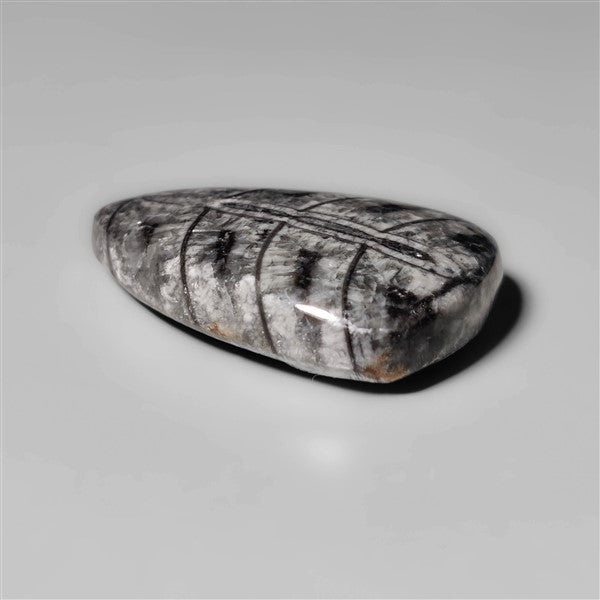 Orthoceras Fossil