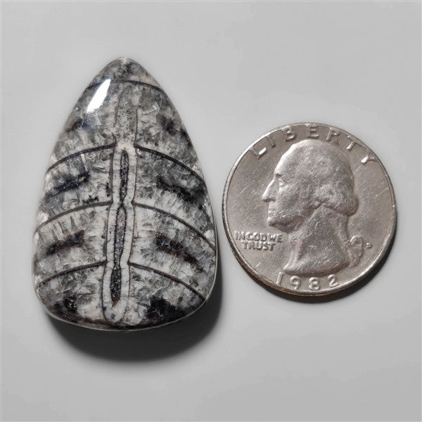 Orthoceras Fossil
