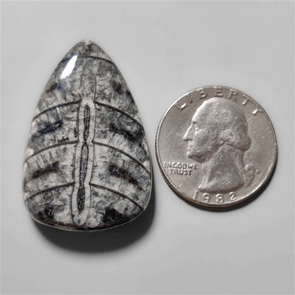 Orthoceras Fossil
