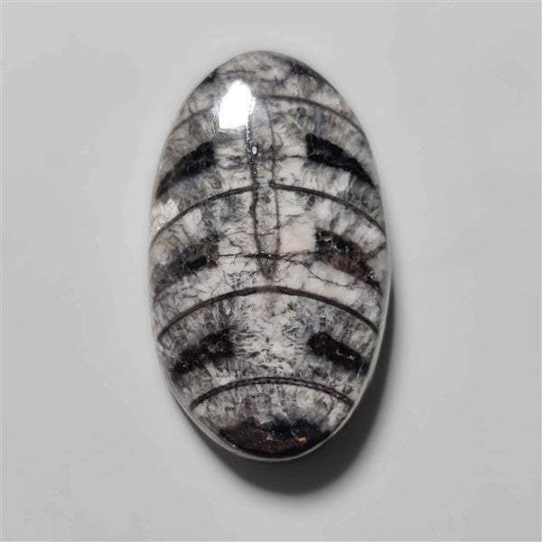 Orthoceras Fossil