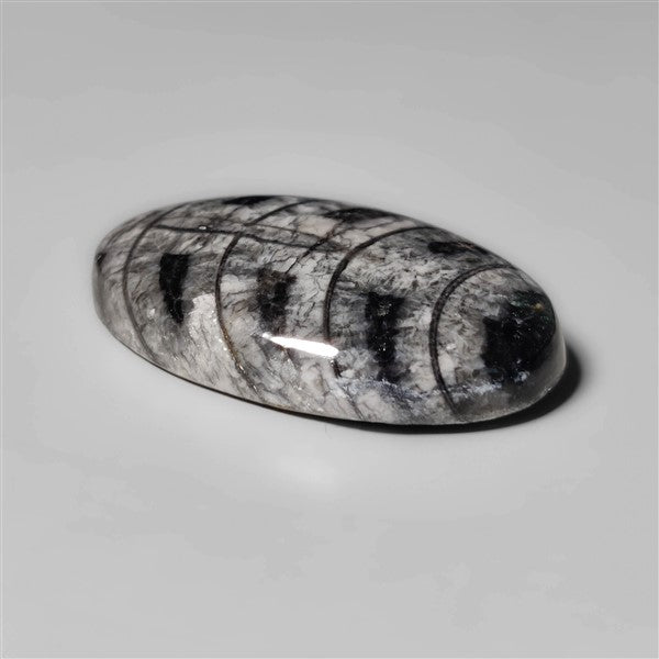 Orthoceras Fossil