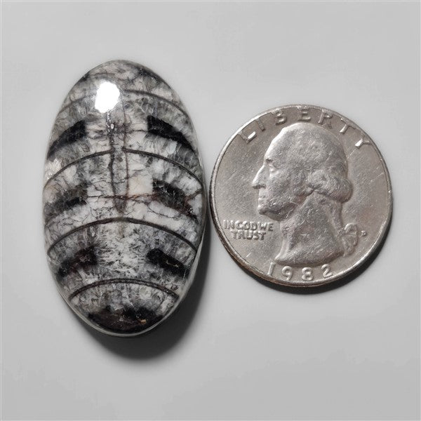 Orthoceras Fossil