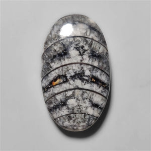 Orthoceras Fossil Cabochon