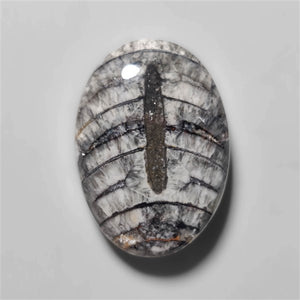 Orthoceras Fossil Cabochon