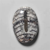 Orthoceras Fossil