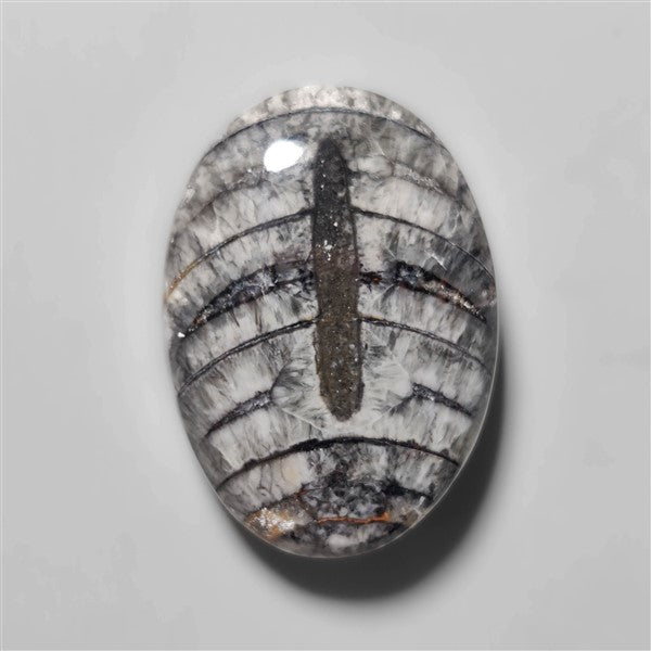 Orthoceras Fossil