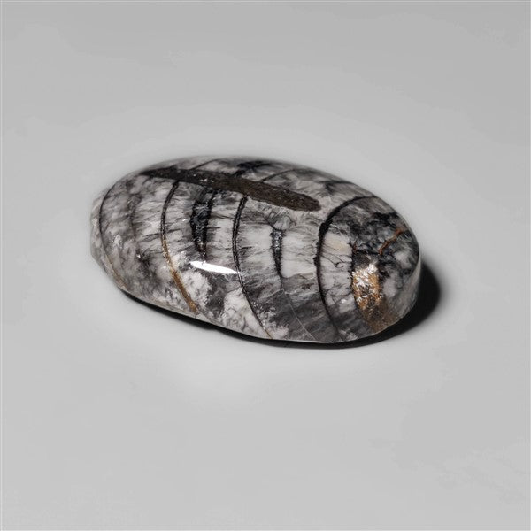 Orthoceras Fossil