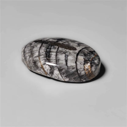 Orthoceras Fossil