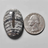 Orthoceras Fossil