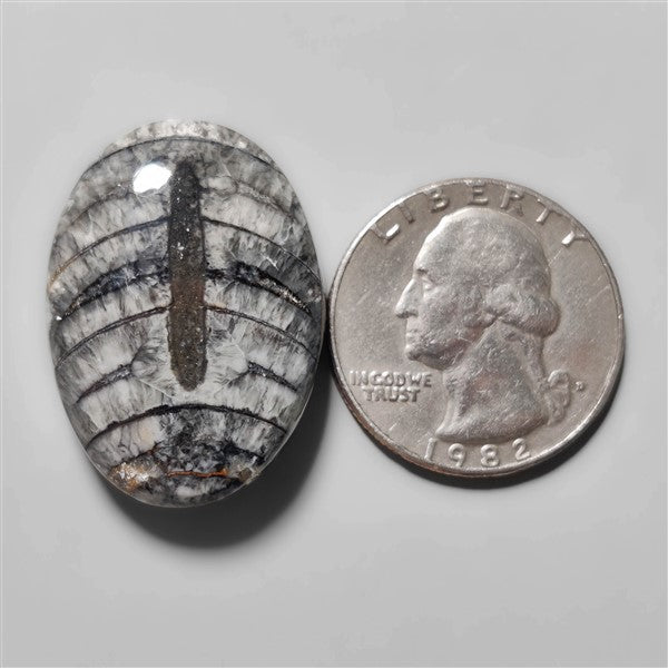 Orthoceras Fossil