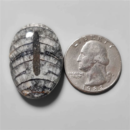 Orthoceras Fossil