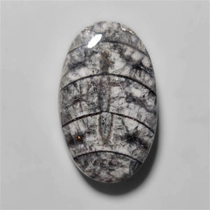 Orthoceras Fossil Cabochon