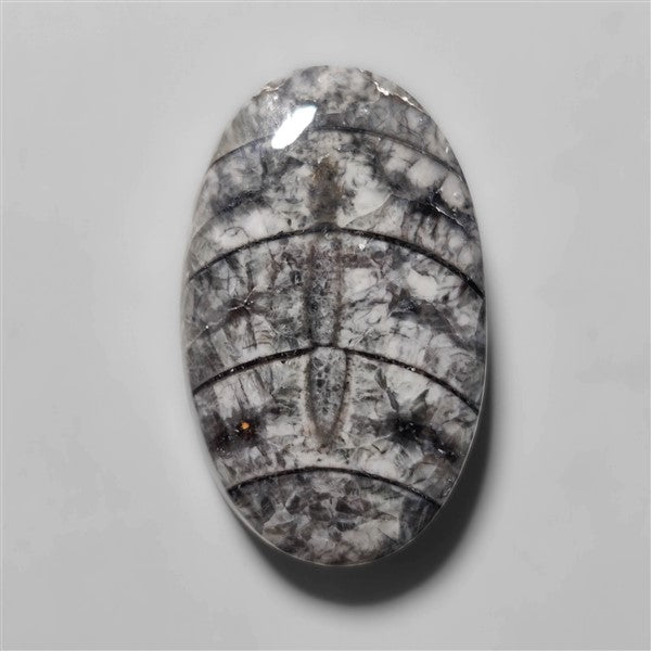 Orthoceras Fossil