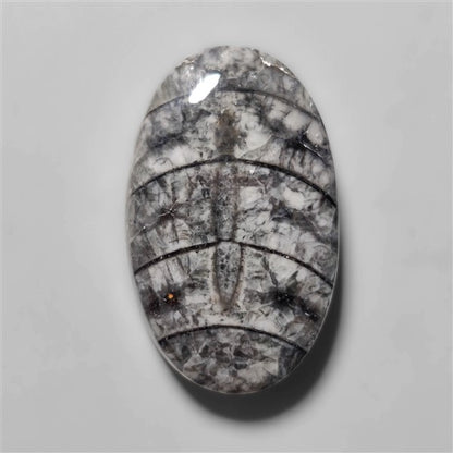Orthoceras Fossil