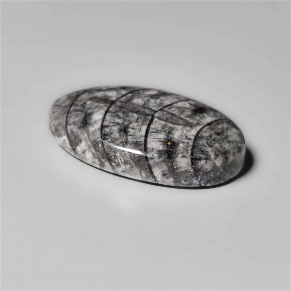 Orthoceras Fossil
