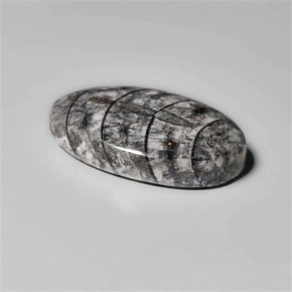 Orthoceras Fossil