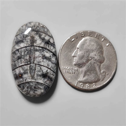 Orthoceras Fossil
