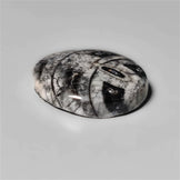 Orthoceras Fossil