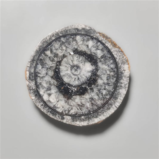 Orthoceras Fossil