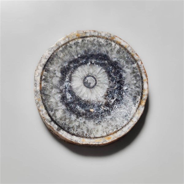 Orthoceras Fossil