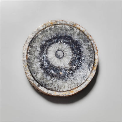 Orthoceras Fossil