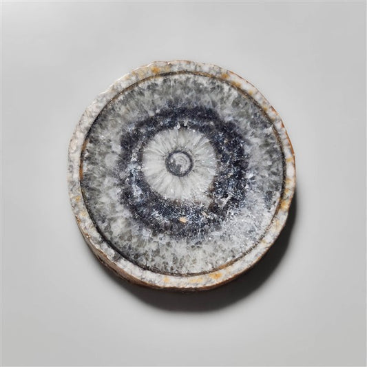 Orthoceras Fossil