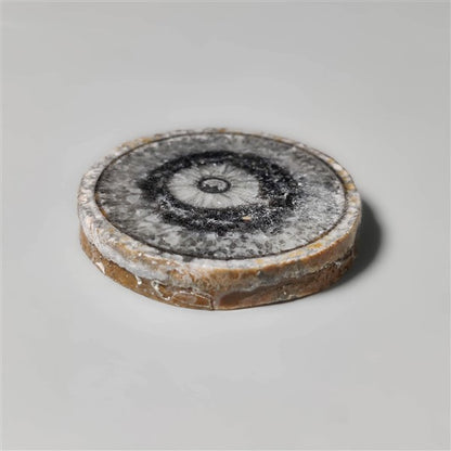 Orthoceras Fossil
