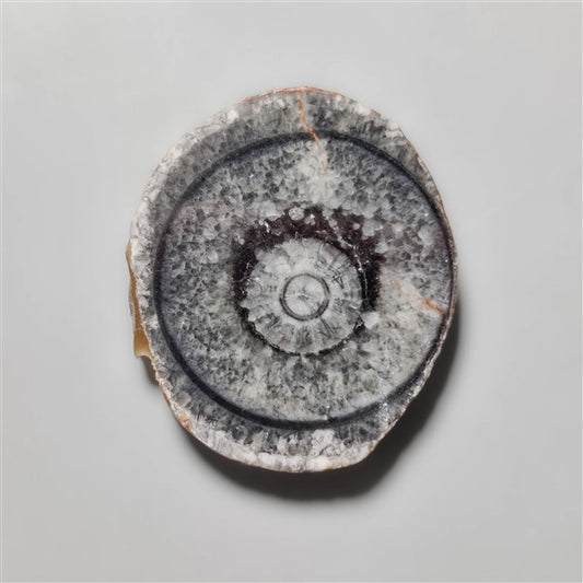 Orthoceras Fossil