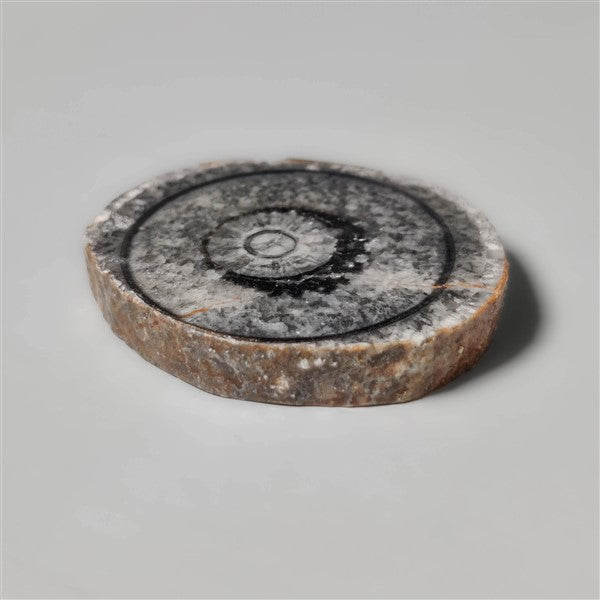 Orthoceras Fossil