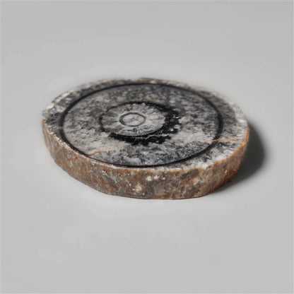 Orthoceras Fossil