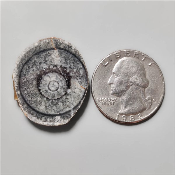 Orthoceras Fossil