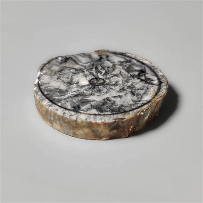Orthoceras Fossil