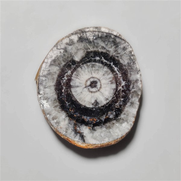 Orthoceras Fossil