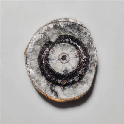 Orthoceras Fossil