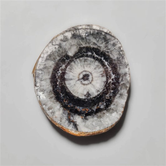 Orthoceras Fossil